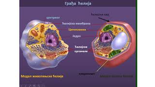 Gradja ćelije [upl. by Mathur]