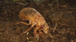 Cicada bugs are coming from underground scientists say [upl. by Segalman12]