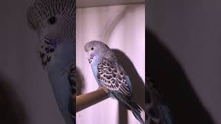 Jonge Engelse grasparkiet budgies parakeets budgerigar budgieslife parkieten budgiesshorts [upl. by Castara]