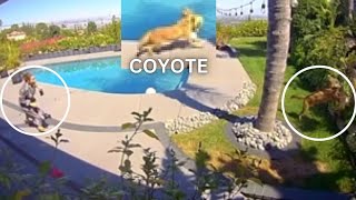 Brittany Furlan Saves Dog from Coyote Attack [upl. by Lodhia]