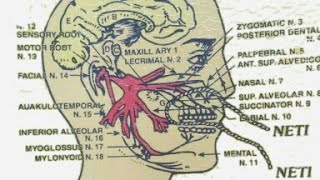 Sutra neti part 2 सूत्र नेति विवरण बिधि एवं लाभ [upl. by Attiuqehs]