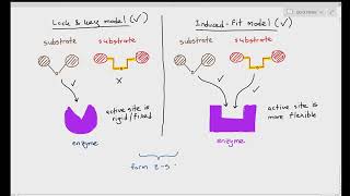 33 Lock amp Key and the Induced Fit Model of Enzyme Function Cambridge AS A Level Biology 9700 [upl. by Anoved493]