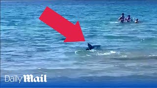 Moment terrified beachgoers flee as shark nears coastline [upl. by Jarl]