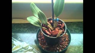 ORCHID CARE My Dendrobium Aggregatum Orchid Species  New Oncidium blooms [upl. by Kcirddes]