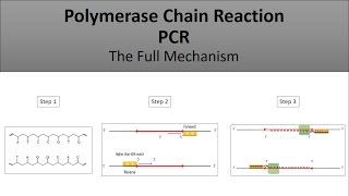 The principle of PCRPolymerase Chain Reaction a full and easy explanation [upl. by Nilra149]