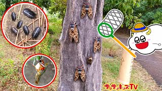 【昆虫】公園でセミやダンゴムシを捕まえろ！ザリガニ大量捕獲や虫とりに挑戦で大騒ぎ！おでかけ・生き物・子供向け知育教育★サンサンキッズTV★ [upl. by Ahselrac]