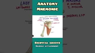 Bicipital Groove  muscle attachment mnemonic  Anatomy Orthopaedics  shorts [upl. by Prouty484]