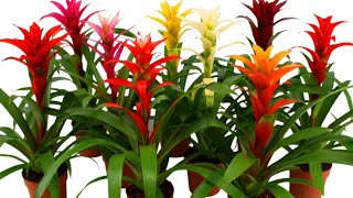 How to Remove Bromeliad Pups  Guzmania Propagation  Care and Propagation Of Guzmanias [upl. by Ultan]