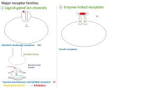 Enzyme linked receptors  in Arabic  بالعربي [upl. by Huff908]