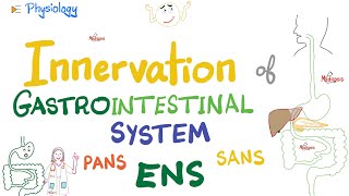 Enteric Nervous System ENS  Myenteric Submucosal plexus  GI Innervation  Nerve Supply of GIT [upl. by Erreid]