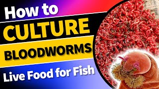 Ultimate Guide to Culturing and Harvesting Nutritious Bloodworms at Home bloodwormculture [upl. by Luckett]