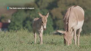 Persian Onager Foals at the Smithsonian Conservation Biology Institute [upl. by Cyndi356]