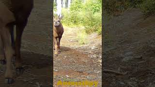 HUEMULES  PATAGONIA NORTE coyhaique cámarastrampa trailcamera faunasalvaje wildlife [upl. by Kerwin]