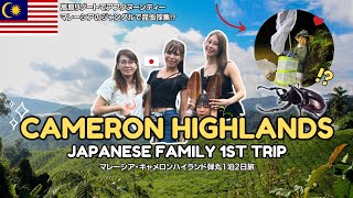 Cameron Highlands Japanese so SURPRISED with this place 日本人家族でマレーシア・キャメロンハイランドへ弾丸旅！ワクワク昆虫採集！ [upl. by Kress729]