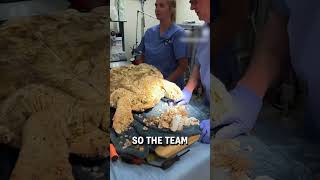 Removing barnacles stuck on a turtle 😮🐢  🎥 turtlehospital [upl. by Atteuqihc]