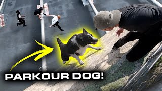 PARKOUR DOG is BETTER THAN YOU 🇩🇪 [upl. by Downall]