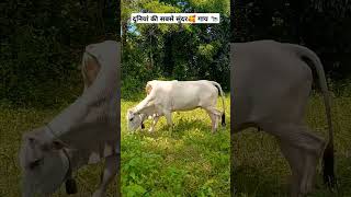 BEAUTIFUL COW GRAZING🌿🐄 yt video cow nature youtube [upl. by Yajet]