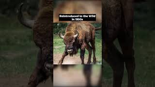 Extinct Animals that can Came Back 😲 shorts ancienthistory extinct animals viral [upl. by Quartas938]