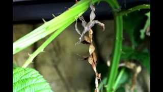 Macleays spectre  Giant Prickly Stick Insect Shedding Skin [upl. by O'Conner498]