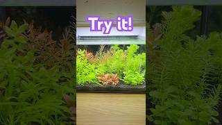 EPIC Planted Nano Tank No filter no CO2 no problem [upl. by Murtha]