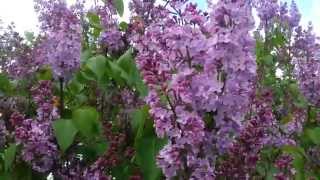 Purple Lilac Shrub Syringa Vulgaris [upl. by Markowitz]