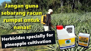 Meracun Rumpai Dalam Tanaman Nanas MD2  Herbicides Specially for MD2 Pineapple Crops Eng Sub [upl. by Yellac]