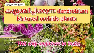 Latest dendrobium large plant collection plants for sale all over India   SK orchids [upl. by Trace]