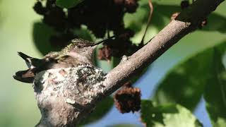 Rubythroated Hummingbird Nesting June 2024 [upl. by Sarette]