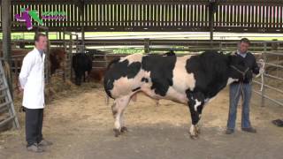 Stockjudging Beef Demonstration [upl. by Pendergast364]