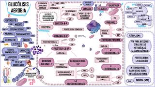 GLUCÓLISIS AEROBIA [upl. by Alaehs]