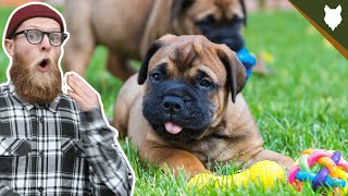 What To Do With A NEW BULLMASTIFF PUPPY [upl. by Yerffoej267]