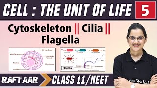 Cell  The Unit of Life 05  Cytoskeleton  Cilia  Flagella  Class 11NEET  RAFTAAR [upl. by Bertelli]