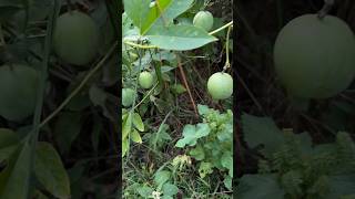 Wild Passion Fruit or Maypop 92424 [upl. by Eenehs]