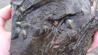 Sangsues à marée basse  Leeches at low tide [upl. by Naghem]