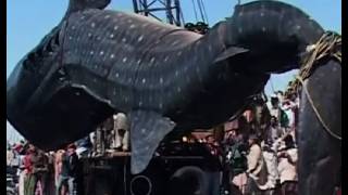 Whale Shark caught in Pakistan [upl. by Nagirrek678]