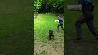 rottweiler attack dog training PT3 dogtraining [upl. by Durrell]