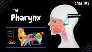 Pharynx Anatomy Parts Layers Muscles [upl. by Koenraad]