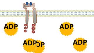 tyrosine kinase insulin receptor [upl. by Otreblon9]