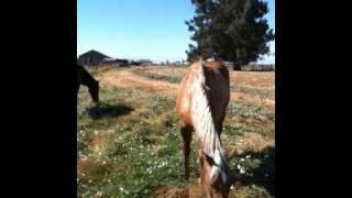 Grabbing a Horses Tail  Good or Bad  Rick Gore Horsemanship [upl. by Chabot]