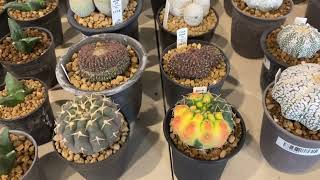 Cactusthailand24 Thailand Astrophytum Club TAC 2022 EP9 [upl. by Nelsen]