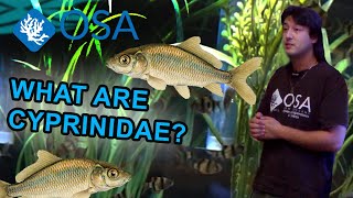 What Are Cyprinidae  What is a Fish with Taras [upl. by Warring429]