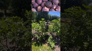 Cold Hardy FIGS fruit garden [upl. by Adnarahs121]