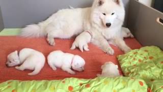 NEWBORN SAMOYED PUPPIES [upl. by Rosmunda]