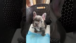 Cutest Puppy Moments That Will Make You Say OMG ❤️ Episode 9 shorts cutedogs puppy doggo [upl. by Borchers]