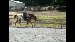 Navi  GAITED Missouri Fox Trotter X Appaloosa Trail Mare [upl. by Aicenert]