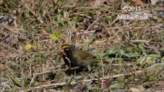 Yellowfaced Grassquit  Goose Island State Park 2011 [upl. by Demy]