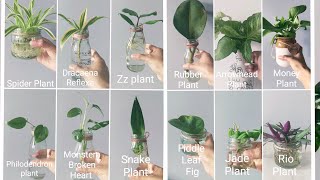 Plants That Love To Root In Water II Grow Your Own Oasis ll ☺️ [upl. by Norod]