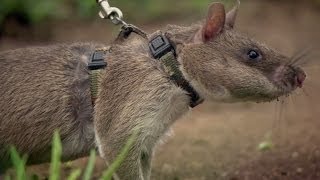 Discover Documentary 4  Rats [upl. by Gelman216]