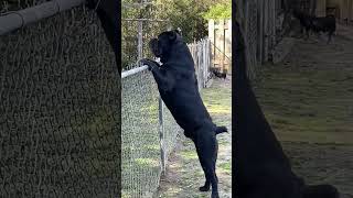 Cane Corso Bark canecorso dogs [upl. by Aicilav352]