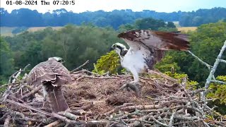 Review Osprey Parent birds brings a big whole fish to feed their family P01 August012024 birds [upl. by Tutankhamen]